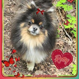 Rotty - Pomeranian