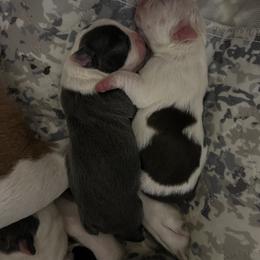 Boston Terrier Puppies from Toon’s Boston Terriers