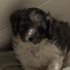 Twinkle - Merle male Cavapoo puppy in Clinton, Missouri from Garlands Doodles
