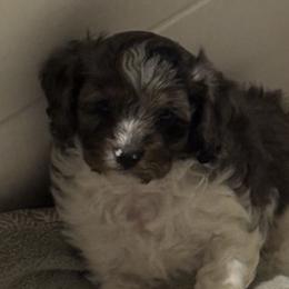 Twinkle - Merle male Cavapoo puppy in Clinton, Missouri from Garlands Doodles