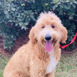 Aussiedoodles, Bernedoodles, Cavapoos, Goldendoodles, and Poodles from Huckadoodle Farm