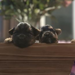 Cute, Platinum Female - Tan and white female Yorkshire Terrier puppy in Riverside, California from Playful Puppies