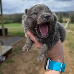 Boggs - Blue male Pomeranian puppy in Chattanooga, Tennessee from Valley Poms