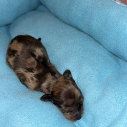Amber - Dapple Dachshund puppy in Lake City, Florida from My Ditzy Doxies of Florida