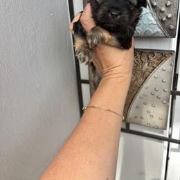 Yorkshire Terrier Puppies from XOXO YORKIES