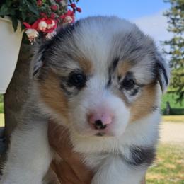 Georgia - Blue merle and white female American Corgi puppy in Neosho, Wisconsin from GC Farms Corgis