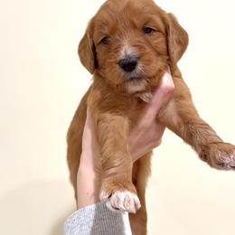 MANGO - Apricot male Goldendoodle puppy in Independence, Oregon from Ankeny Doodles