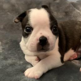 Todd - Black and white Boston Terrier puppy in Jupiter, Florida from CJM Boston and Boxer Puppies