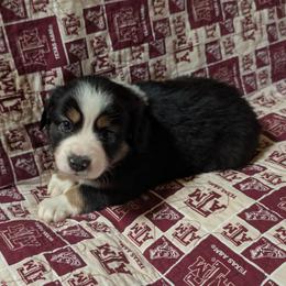 Jet - Black tri male Miniature Australian Shepherd puppy in Crockett, Texas from Pleasant Grove Aussies