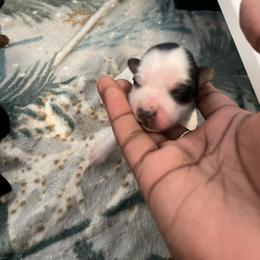 Maggie - Parti female Yorkshire Terrier puppy in Gastonia, North Carolina from Precious pups dynasty kennel