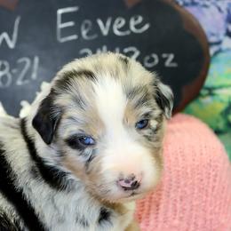Cinder.....Eevee - Blue merle female Australian Shepherd puppy in Levelland, Texas from Once Upon a Time Aussies