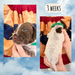 Boys- dark green - White and liver male German Shorthaired Pointer puppy in Macclenny, Florida from Dillon's GSPs