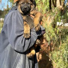 Merica - Sable male German Shepherd puppy in Riverside, California from Von Der Sagobi