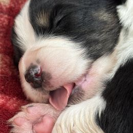 Miniature American Shepherd puppies from Cashecho Kennel