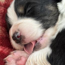 Miniature American Shepherd puppies from Cashecho Kennel