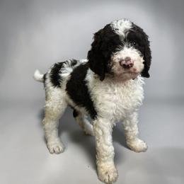 Bright pink collar - Parti female Goldendoodle puppy in Sanderson, Florida from Serenity Goldendoodles