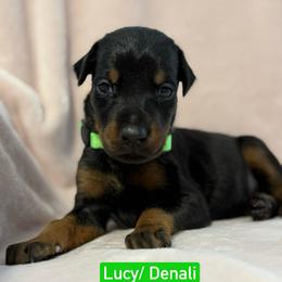Green Collar was Burgundy Collar - Black and rust female Doberman Pinscher puppy in Lake City, Florida from Paintedcrazy Doberman Pinchers