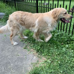 Golden Retriever All Grown Up from Robertson's Goldens