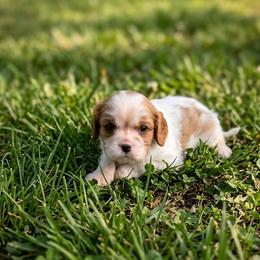 Dixie - Blenheim female Cavalier King Charles Spaniel puppy in Pennsylvania from Julie's Cavalier King Charles Spaniels