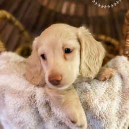 Dachshund Puppies from VOB Doxie