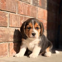 Ruthy - Black tan and white female Beagle puppy in Mansfield, Missouri from Rippee Creek Kennel