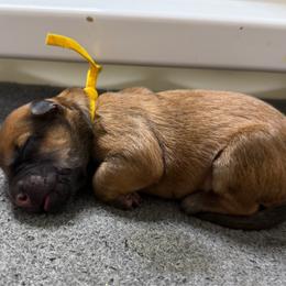 Star - Wheaten female Soft Coated Wheaten Terrier puppy in Newark, Ohio from Valleydayle Doodles and Wheatens