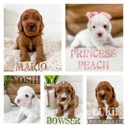 Cavapoo Puppies from Ruby's Cavapoos