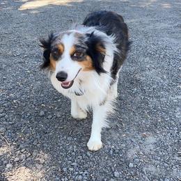 Sam - Toy Australian Shepherd