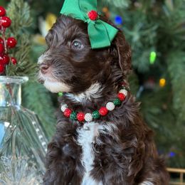 Gobber - Brown female Bernedoodle puppy in Yuciapa, California from AlltheDoodlez_