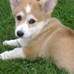 Pembroke Welsh Corgis from Riverwind Kennel