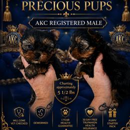 Wyatt - Black and tan male Yorkshire Terrier puppy in Wartburg, Tennessee from Amanda's Precious Pups