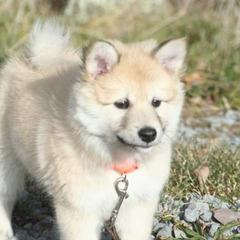 Icelandic Sheepdog Puppies from Valhalla Icelandic Sheepdogs