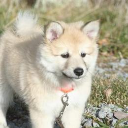 Icelandic Sheepdog Puppies from Valhalla Icelandic Sheepdogs