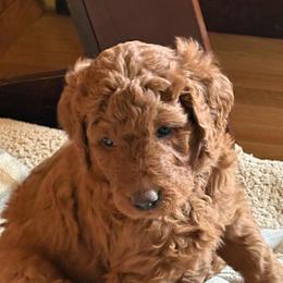 Elsa - Red  female Goldendoodle puppy in Indiana, Pennsylvania from Kathy's Doodles