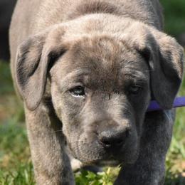 Girl 3 - Cane Corso puppy from Willow Creek Cane Corsos