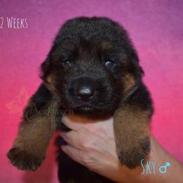 Sky - Black and red male German Shepherd puppy in Orlando, Florida from AceHaven Canines