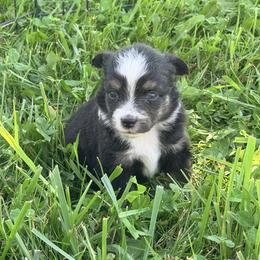 Girl 1 - Black tri female Miniature Australian Shepherd puppy in Arcadia, Indiana from Sunset Cowgirl Mini Aussies