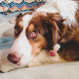 Australian Shepherds and French Bulldogs from Rana's Australian Shepherds & Frenchies