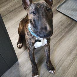 Bull Terrier Puppies from Lynn Hill Bull Terriers