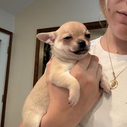 James - Cream Chihuahua puppy in Indianapolis, Indiana from Bellastaff