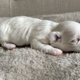 Maltese All Grown Up from MiaMiaMaltese Colorado