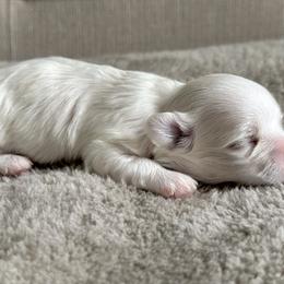 Maltese All Grown Up from MiaMiaMaltese Colorado