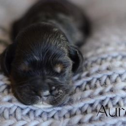 Cocker Spaniel Puppies from K & M Home Kennels