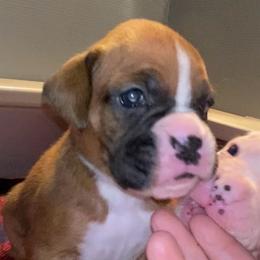 Fawn Female - Fawn female Boxer puppy in Butler, Pennsylvania from Schaible's Boxer Huddle