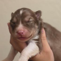 Megumi - Red and white male Siberian Husky puppy in Buckeye, Arizona from Anime Huskies