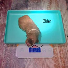 Cider - Red and white female Cockapoo puppy in Hermiston, Oregon from Columbia River Cockapoos