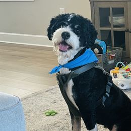 Bernedoodles, Cavapoos, and Goldendoodles from Royal doodles of Florida