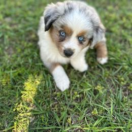 Cinderella - Blue merle female Miniature Australian Shepherd puppy in Doddridge, Arkansas from Huddleston Farm