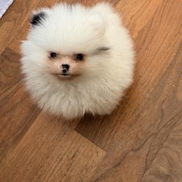 Girl 1 - Black parti female Pomeranian puppy in Grass Lake, Michigan from Chantilly Lace Poms