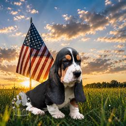 Muggy - Black white and brown male Basset Hound puppy in Dingess, West Virginia from Tuckers' Howling Hounds